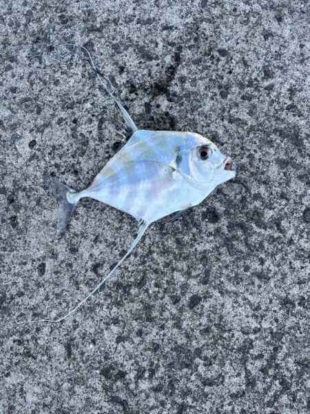 青物は何処に?
