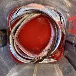朝の太刀魚調査で4匹GET