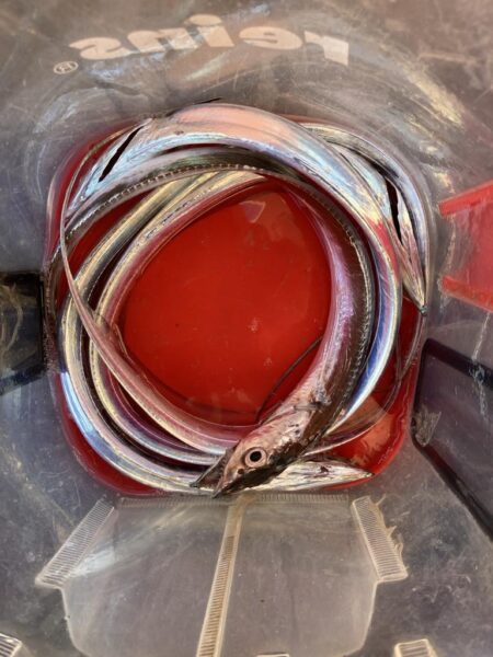 朝の太刀魚調査で4匹GET