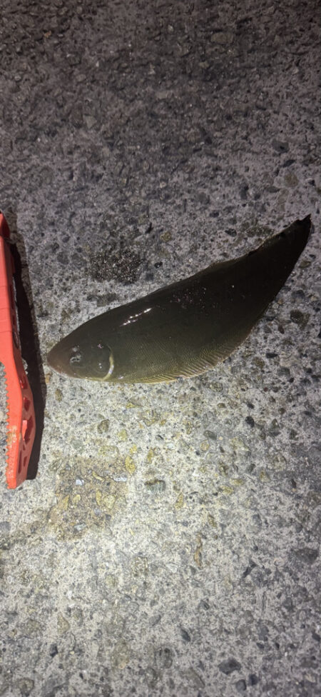 またまた