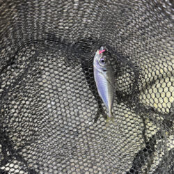 GMさんアジ釣れてます〜♪