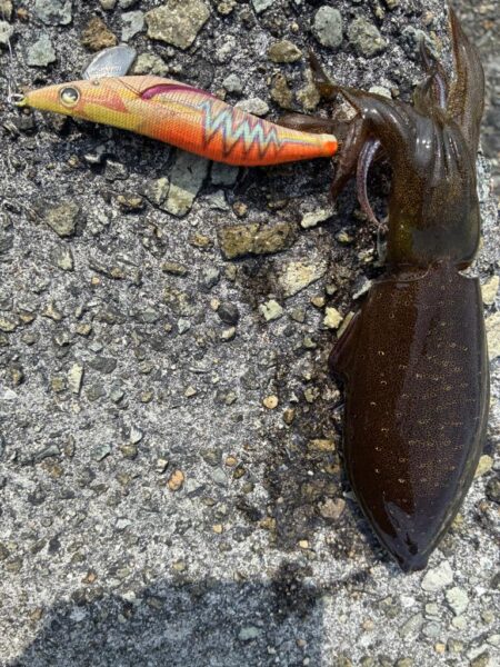 アオリ