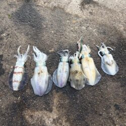 アオリ