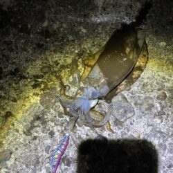 タチウオ釣り