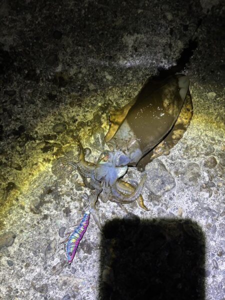 タチウオ釣り