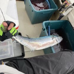 タチウオ 、サワラ、メジロ！