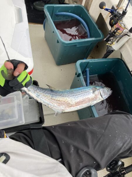 タチウオ 、サワラ、メジロ！