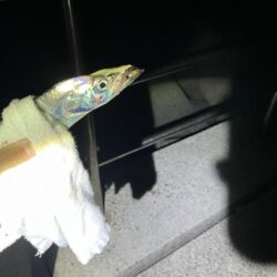 夕まずめ長く絶好調