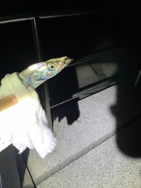 夕まずめ長く絶好調
