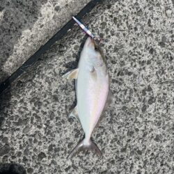 少し大きくなった！