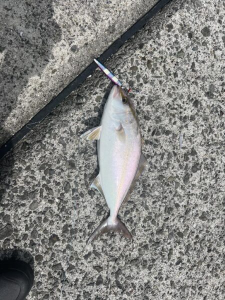 少し大きくなった！