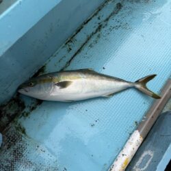 初めてのノマセ釣り