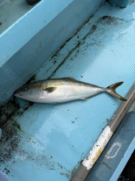 初めてのノマセ釣り