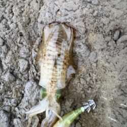 エギング秋の醍醐味かちまさんと