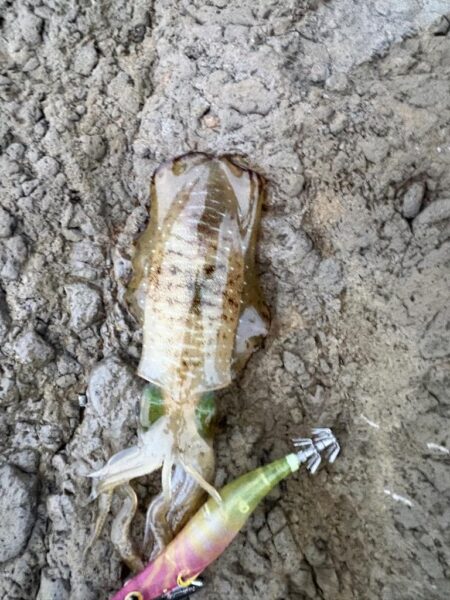 エギング秋の醍醐味かちまさんと