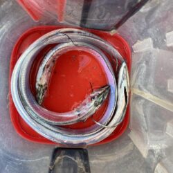 朝マズメの太刀魚調査で3匹GET