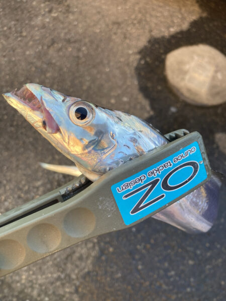 朝マズメの太刀魚調査で13匹GET