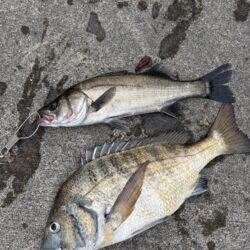 秋の涼しい朝にエビ撒き
