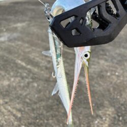青物はまだですか?