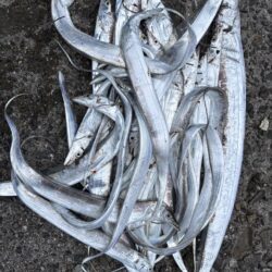 タチウオ釣り