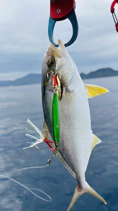 デカいシイラが釣れました。
