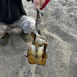 近場でエギング予定が？