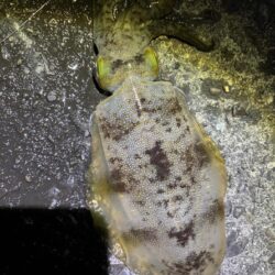 タチウオ釣り場でエギング