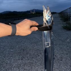 タチウオ 爆釣