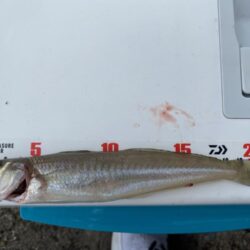シロギスタ:ヒイラギ祭りからのシロギス21.5cm