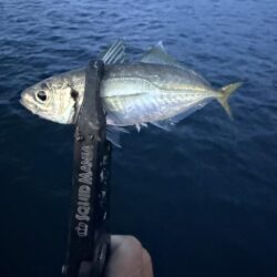 他魚種多様
