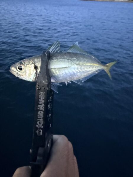 他魚種多様