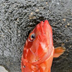 はじめてのった磯