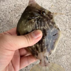 午後からもカワハギ調査！！