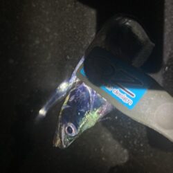 夜の太刀魚調査