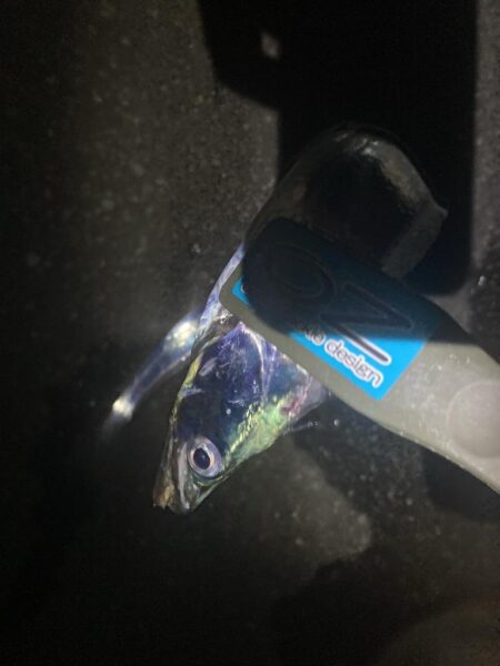 夜の太刀魚調査