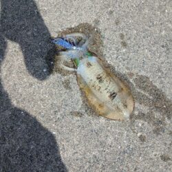 離島エギング!!渋すぎ