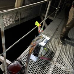 タチウオ入れ食い！