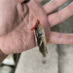 ハゼ釣りはアイゴに注意