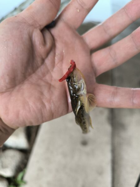 ハゼ釣りはアイゴに注意