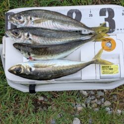 アジ釣り
