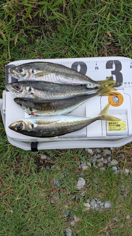 アジ釣り