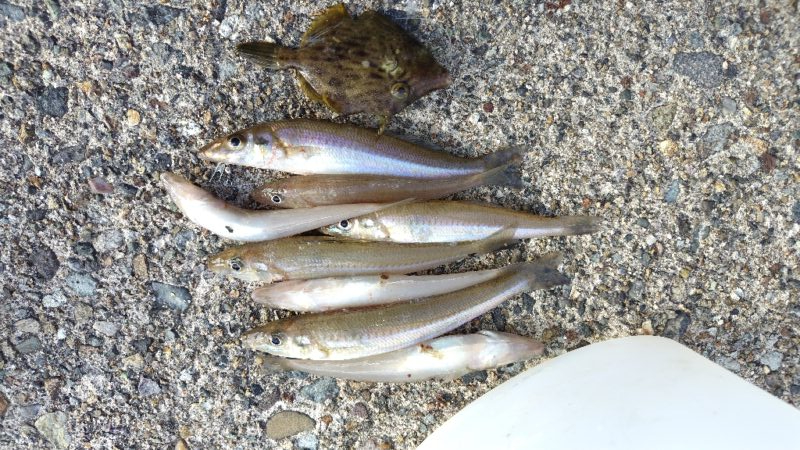 初釣行
