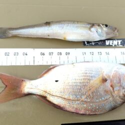 そして魚はいなくなった？