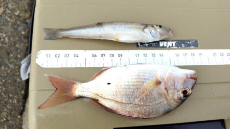 そして魚はいなくなった？