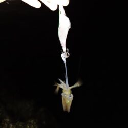 マズメでポロポロと