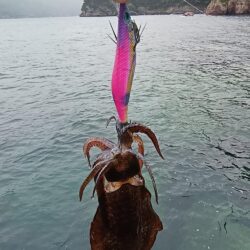 新子狩り