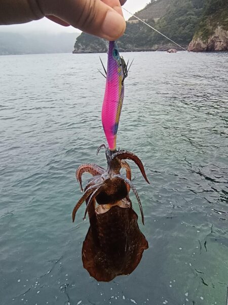 新子狩り