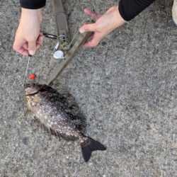 平磯で秋の釣り