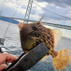 ミャク釣り