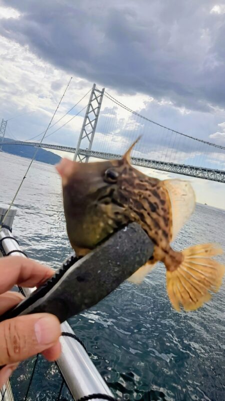 ミャク釣り